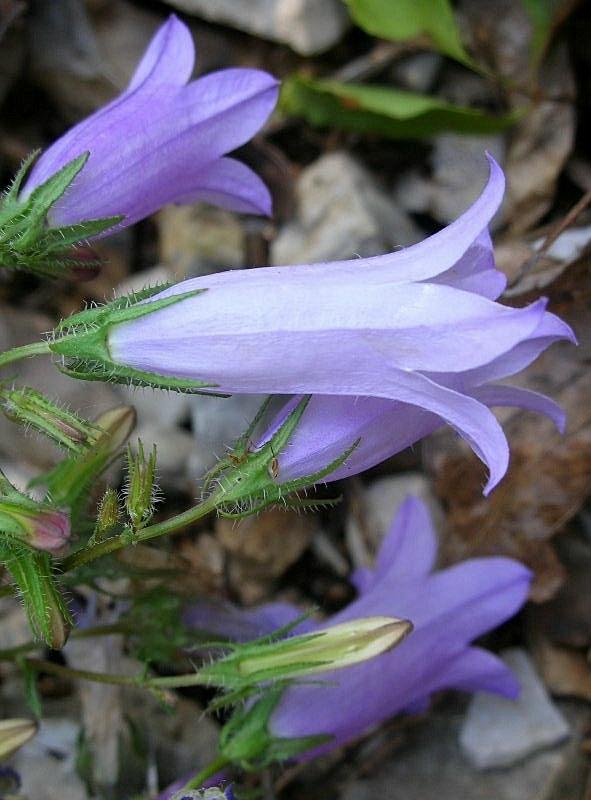 Campanula sibirica / Campanula siberiana